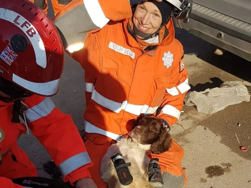 Search and rescue dog boots cheap